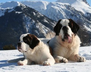 Harry's hot takes: It's the Chinese year of the dog, but what are different dog's favourite mobile games?